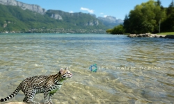 Ubuntu 11.10 Oneiric Ocelot
